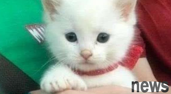 When the golden retriever came home, he brought a milk cat with him. The owner wanted to keep the dog as a companion, but it turned out to be very embarrassing.