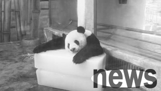 Giant panda at the zoo takes a nap while holding an ice cube in unbearable heat
