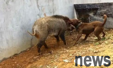 How ferocious are pit bulls? The man asked Bit to fight a wild boar, and the ending was very surprising!