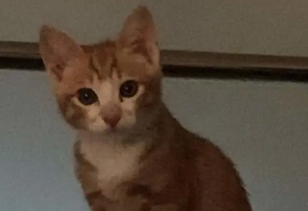 Famous Korean entertainer abuses pets? Even pulling out the cat’s nails!