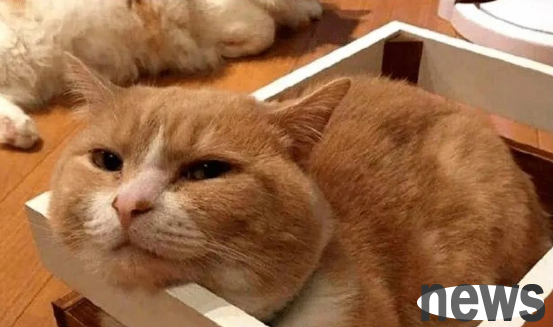 The heroine goes on a trip and asks her grandma to take care of the orange cat