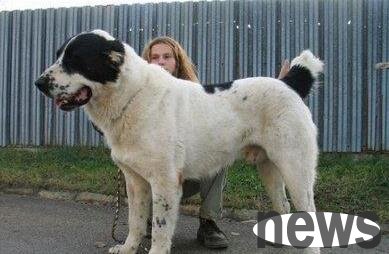 Taking stock of 6 types of super-large dogs, the biggest one is taller than a person. It’s unclear who should walk whom!