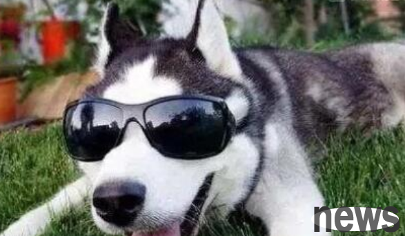 I raised a turtle, but it ruined the family s golden retriever and Erha. The two dogs began to imitate the turtle s crawling skills.