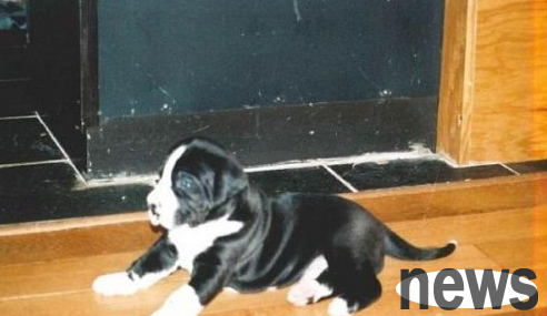 British woman lied to her husband about raising a Great Dane, and the puppy turned into a 2-meter giant dog