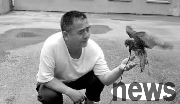A man in Changchun keeps a kestrel as a pet. While others are walking their dogs, he walks the hawk.