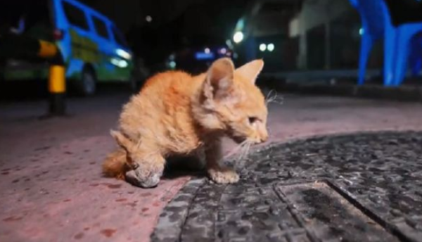 The broken right limb has been dried, but the stray cat still trusts humans