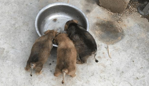 The tails of 3 native dogs will be cut off. After asking why, they can’t understand: Old ideas are really harmful.