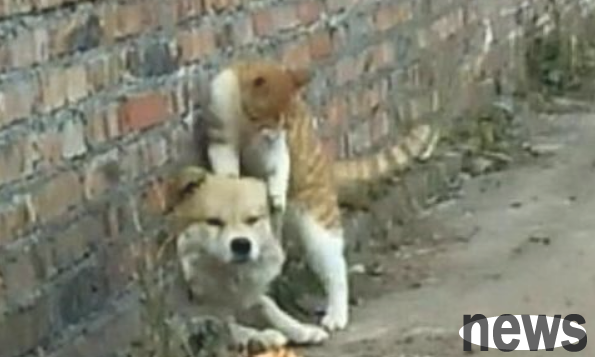 The dog was stuck in the hole, and the cat finally took the opportunity to hit it. Cat: I m bullying you!