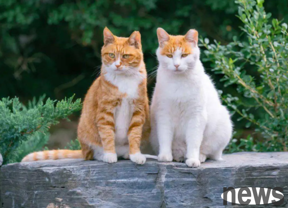 I have had cats for three and a half years. Now I have three cats at home. At my peak, I had twelve cats.