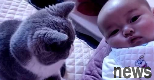 The cat stretched out its paws towards the baby, and the owner was about to stop him. The next scene was heartwarming.