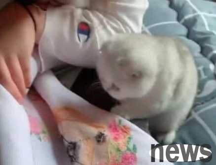 The kitten is very curious and does its owner a favor without realizing it. The owner is angry and funny.