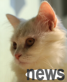 The owner gave the cat away, but paid 1,000 to take it home again