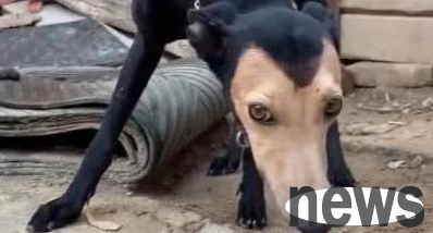 This dog with a black body and yellow face does not need to be called the dog version of 