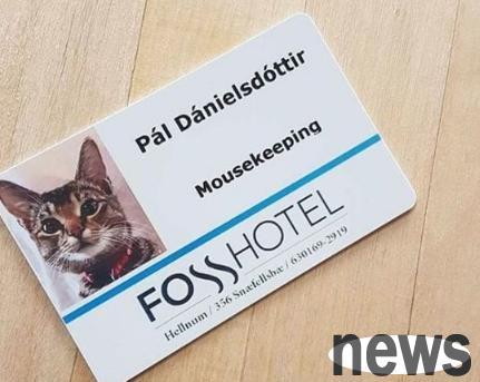 The super cute cat mouse catcher is officially hired by the hotel and has an exclusive employee ID card