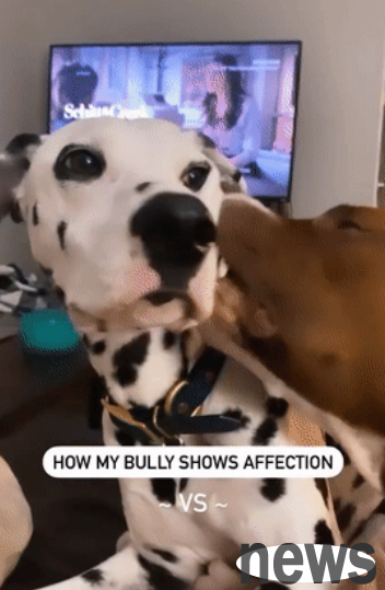 The way a dog behaves when he likes another dog...so sweet!