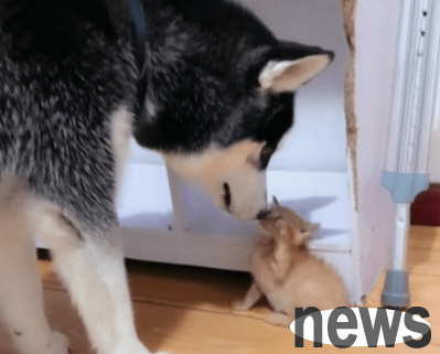 When the husky saw the kitten being single, he walked up to it and looked around. The dog said: Haha, the mother cat is finally gone.