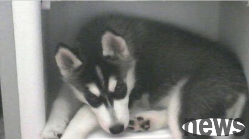 Netizens report to animal control center for feeding chili peppers, shutting refrigerator and abusing dogs